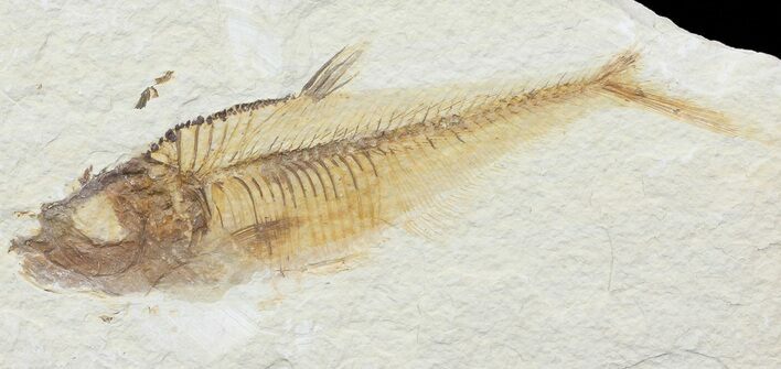 Bargain, Diplomystus Fossil Fish - Wyoming #67928